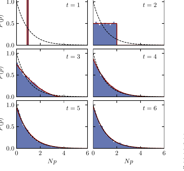 Distribution of bit-string probabilities under dual-unitary dynamics